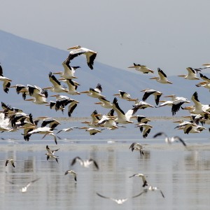 Hundreds of white pelicans fly over Farmington Bay on Wednesday, August 5, 2015.